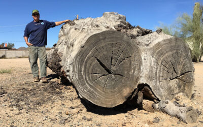 The Ironwood Custom Project Process: How It Works