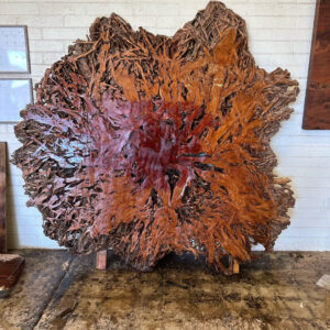 Rare Banyan Root Ball 1649