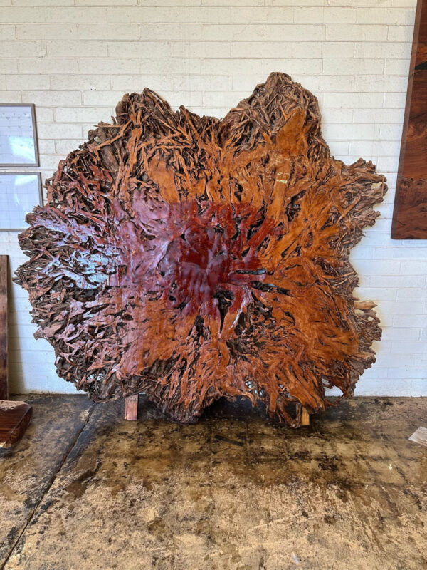 Rare Banyan Root Ball 1649