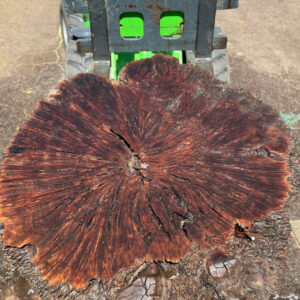 Walnut Burl Cookie 1661